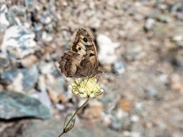 Λαμπερό Ιμάγκο Chazara Briseis Ερημίτης Είναι Ένα Είδος Πεταλούδας Που — Φωτογραφία Αρχείου