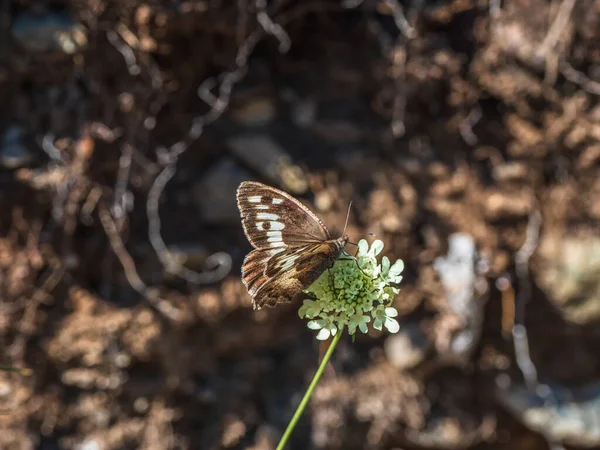 Λαμπερό Ιμάγκο Chazara Briseis Ερημίτης Είναι Ένα Είδος Πεταλούδας Που — Φωτογραφία Αρχείου
