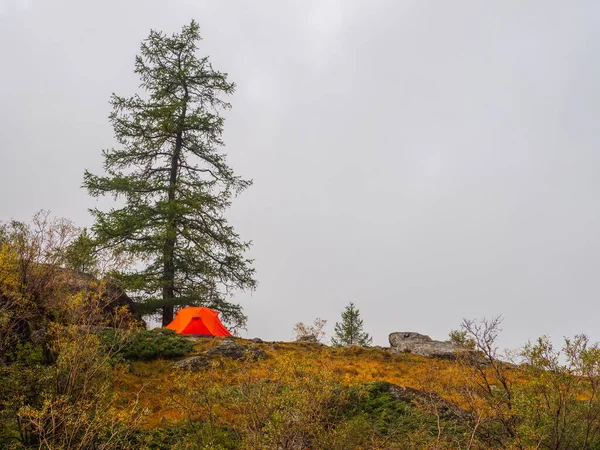 Scenic Landscape One Vivid Orange Tent Beautiful Fir Tree Misty — Stock Photo, Image