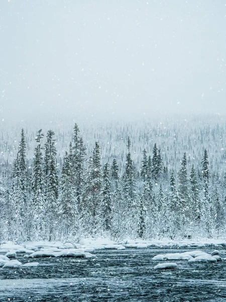 Schneebedeckte Dichte Fichtenwälder Unberührte Natur Pur — Stockfoto