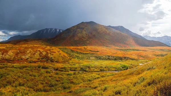 Stigen Genom Björkdvärg Betula Nana Hösten Ljusa Landskap Berg Och — Stockfoto