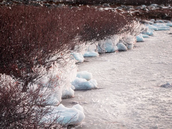 Vista Invernal Del Hielo Los Arbustos Cerca Lago Cubierto Nieve —  Fotos de Stock