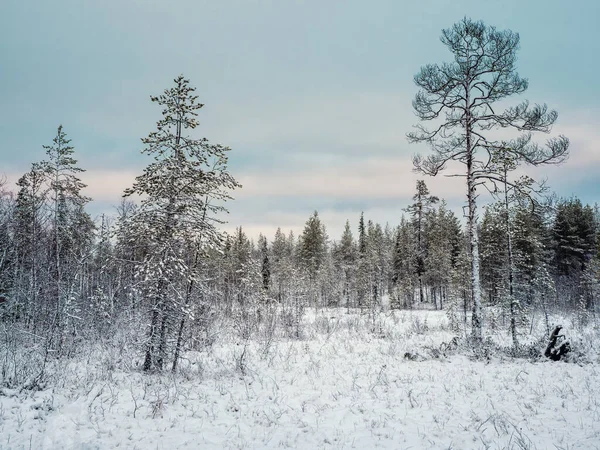 Úžasná Arktická Krajina Stromy Sněhu Polárním Dni Poloostrov Kola — Stock fotografie