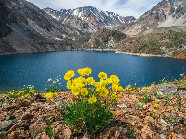 Bujné Žluté Mák Květiny Keře Pozadí Modrého Jezera Sněhu Vysoké — Stock fotografie