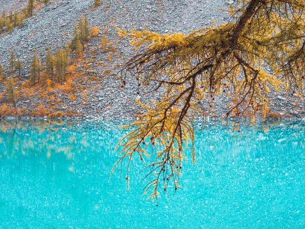 청록색 호수의 배경에 잎갈나무의 스러운 청록색 — 스톡 사진