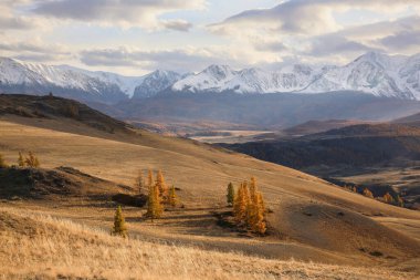 Sonbaharın sonlarında ve kışın başlarında tepeler. Güneşli kar tepelerinde sarı karaçam ağaçları ve mavi gökyüzünün altında kar dağları olan karışık sonbahar manzarası. Dağlarda canlı sonbahar renkleri. Altai..