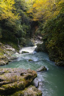 Sonbahar manzarası: dağ nehri ve orman. Derin bir vadide nehrin hızlı akışı. Martvili Kanyonu, Georgia 'nın doğası. Dikey görünüm.