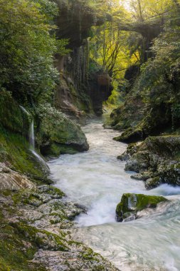Serin ılıman yağmur ormanı şelalesi. Bir dağ geçidinde fırtınalı bir dere. Ormanda akarsu. 