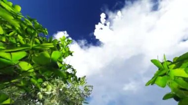 Mavi gökyüzü kadar ağaçların arasından hareketi. 3D