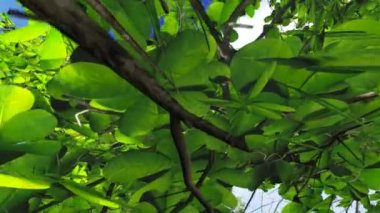 Mavi gökyüzü kadar ağaçların arasından hareketi. 3D