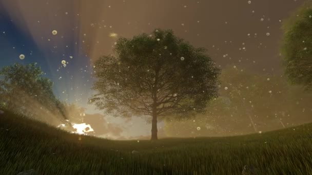 Ένα δέντρο κατά το ηλιοβασίλεμα. Πικραλίδες που φέρουν στον αέρα στον ήλιο. — Αρχείο Βίντεο