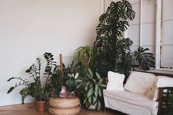 El interior de un cómodo estudio. Sofá y plantas de interior en apartamentos grises sin personas — Foto de Stock