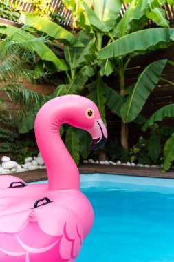 Havuzda pembe şişme flamingo. Villada lüks bir tatil. Tatil