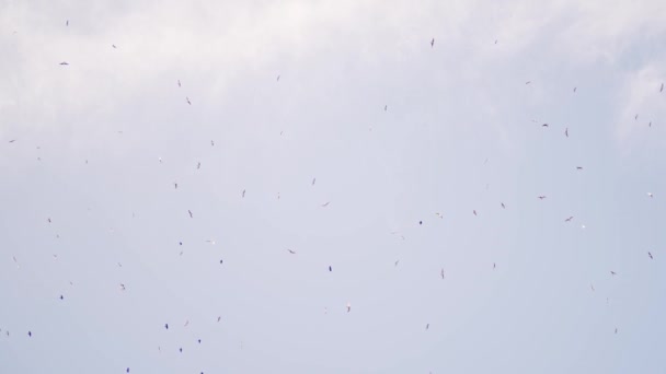 Wiele dzikich ptaków na niebie o zachodzie słońca. Migracja w dzikiej przyrodzie — Wideo stockowe
