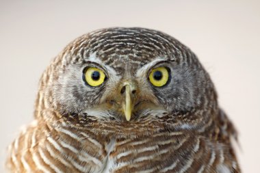 Asya çubuklu owlet portre