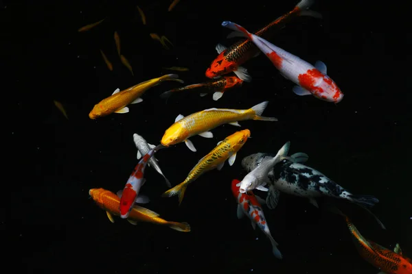 Suda yetiştirme tekniği