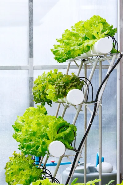 Suda yetiştirme tekniği