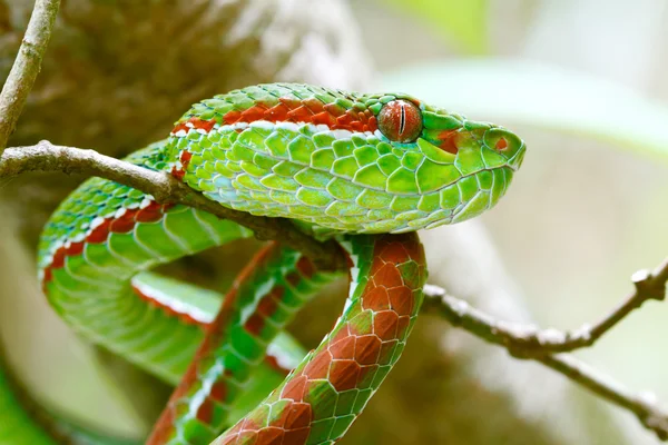 Víbora Poço Verde do Papa — Fotografia de Stock