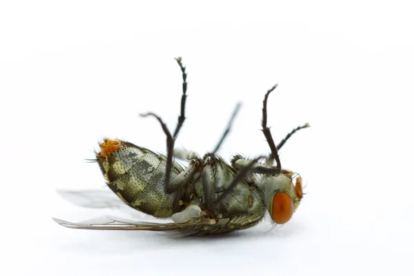 Ölü sinek kadar kapatın