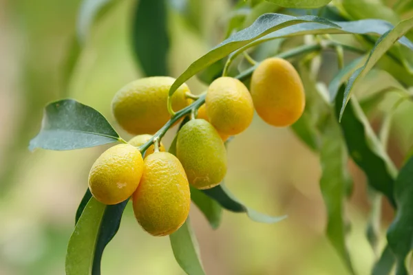 Fruta Kumquat (laranja ) — Fotografia de Stock