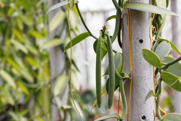 Vanilya meyve (vanilya fasulye, bakla)