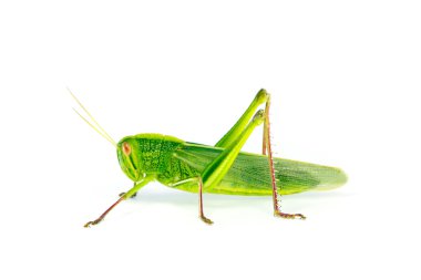 Chondracris rosea brunneri