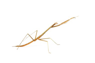 Mantis Haritayı egzersiz