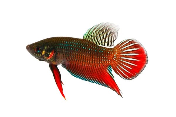 Siyam mücadele balık (vahşi türü)