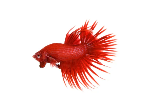 Kırmızı Crowntail daha iyi