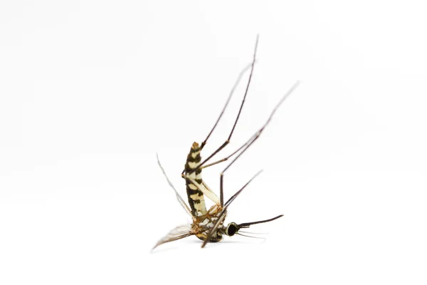 Mosquito nocaute no fundo branco — Fotografia de Stock