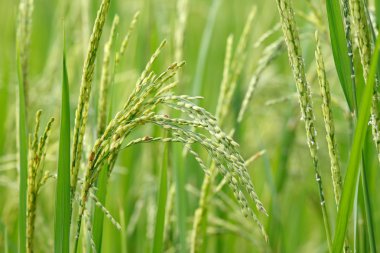 Genç pirinç tohumu