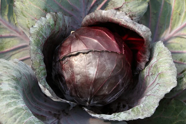 kırmızı lahana arka plan