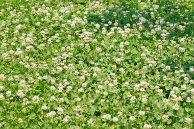 yonca alan arka plan