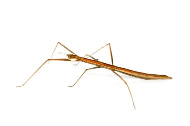Stick insect on white background clipart