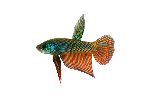 Betta esmeralda (Betta smaragdina ) — Foto de Stock