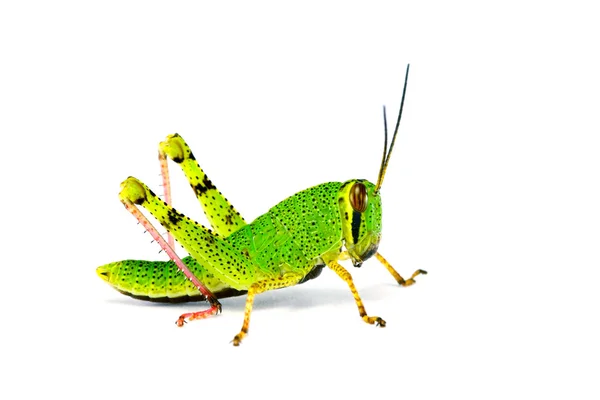 Colorful immature locust — Stock Photo, Image