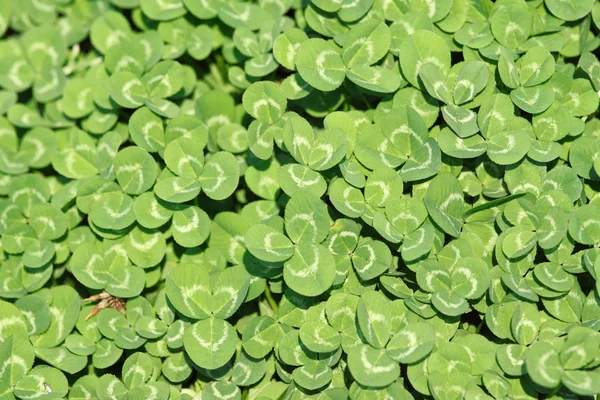 Clover leaf background