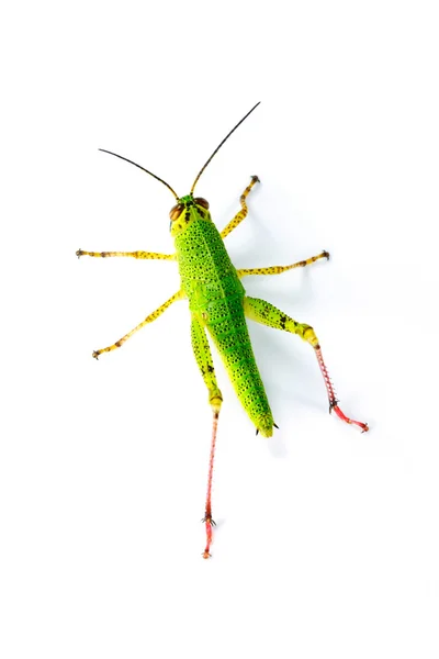 Immature locust top view — Stock Photo, Image