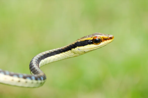 Змія пофарбована в бронзебек — стокове фото