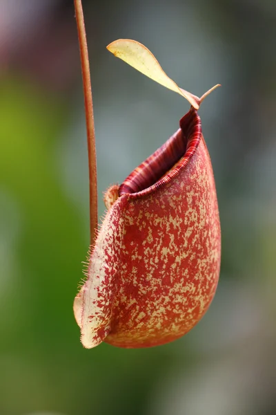 Planta jarro (Nepenthes ampullaria ) — Fotografia de Stock