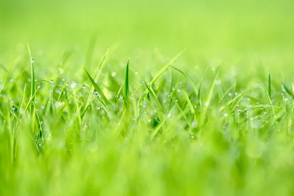 Yeşil çimenler arka plan