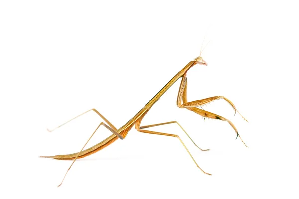 Mantis on white background — Stock Photo, Image