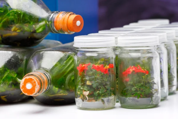 bitki doku kültürü