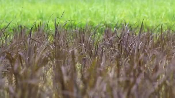 Campo de arroz negro — Vídeos de Stock