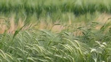 buğday alanı arkaplanı