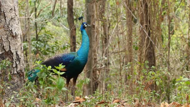 Peacock in de fokkerij verenkleed — Stockvideo