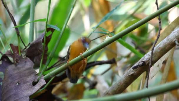 白眉 piculet 猎取食物 — 图库视频影像