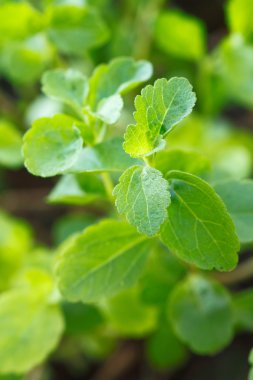 Stevia bitki (Stevia rebaudiana) 