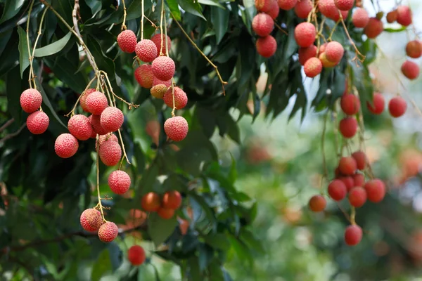 荔枝 （荔枝) — 图库照片