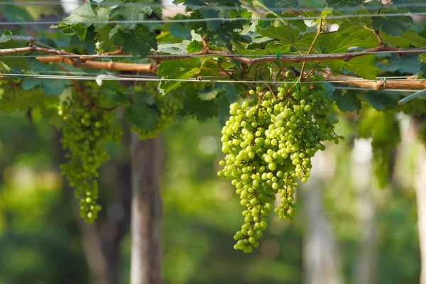 Üzüm meyve çiftlik